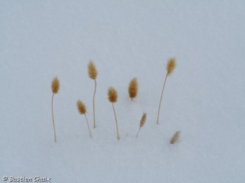 30-plantes-dans-la-neige-kirghizistan